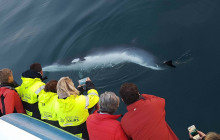 Your Friend in Reykjavik8
