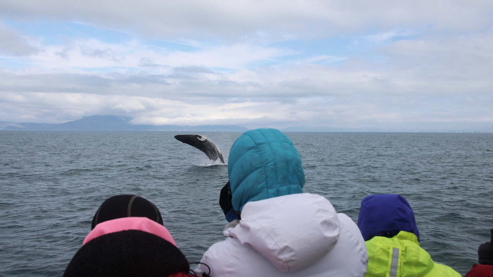 Reykjavik City Walking Tour and Whale Watching