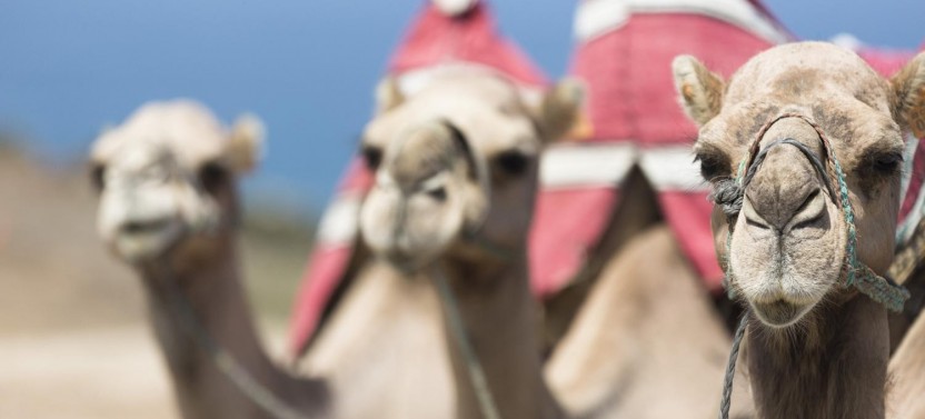 Tangier Day Tour from Malaga by Ferry