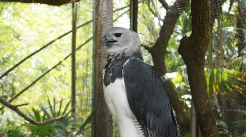 Belize Zoo & Zip Lining