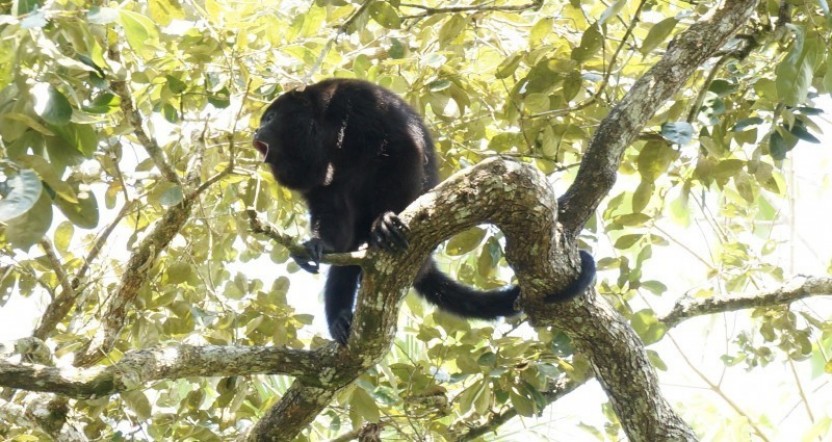 Altun Ha Mayan Ruins & Howler Monkey Sanctuary