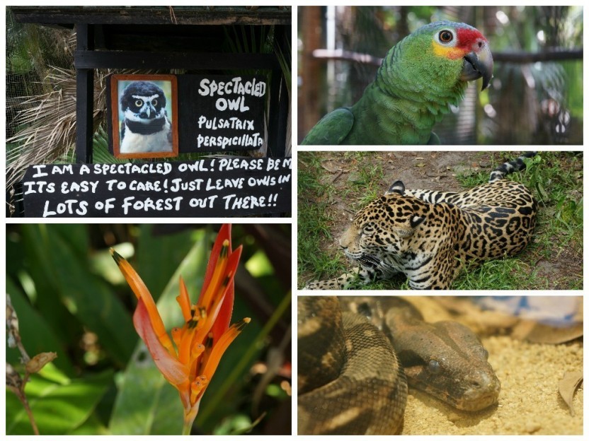 Altun Ha Mayan Ruins & Belize Zoo