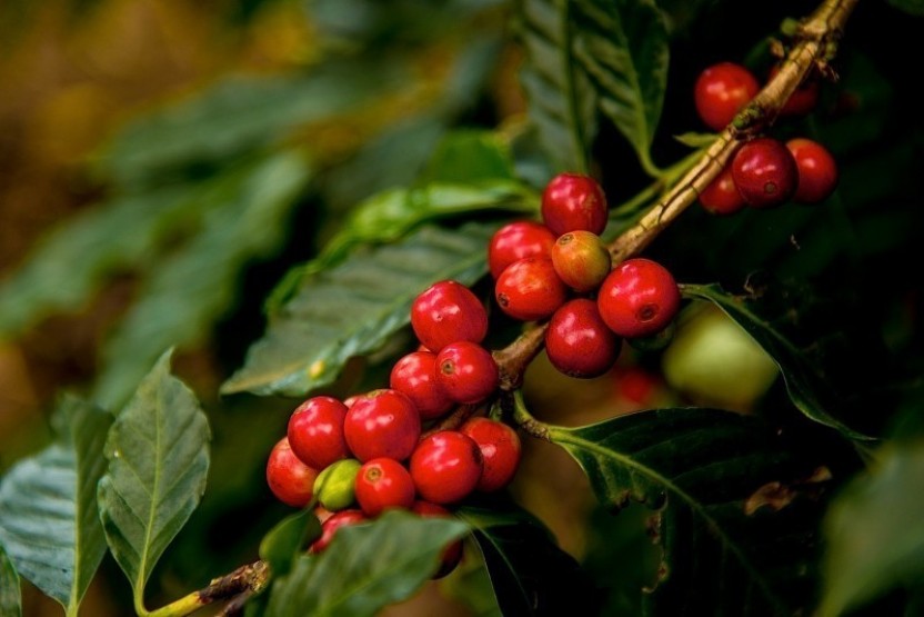 Puerto Quetzal-Coffee Plantation, Antigua City Sight and Shopping