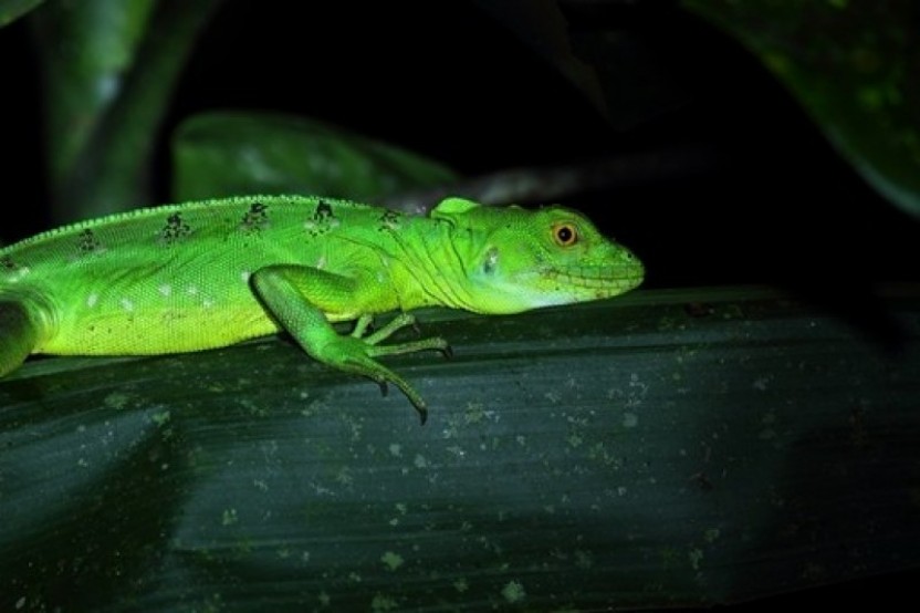 Ecocenter Danaus Night Walk