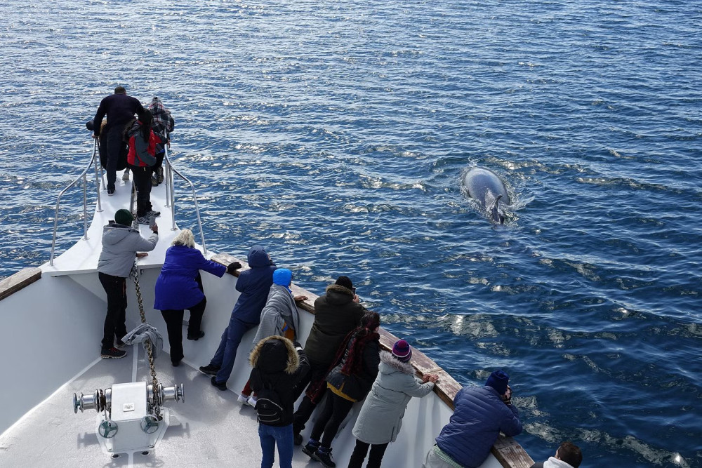 Reykjavik Whale Watching Adventure in a Yacht