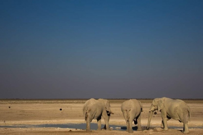 3 Day Etosha Express Accommodated Safari
