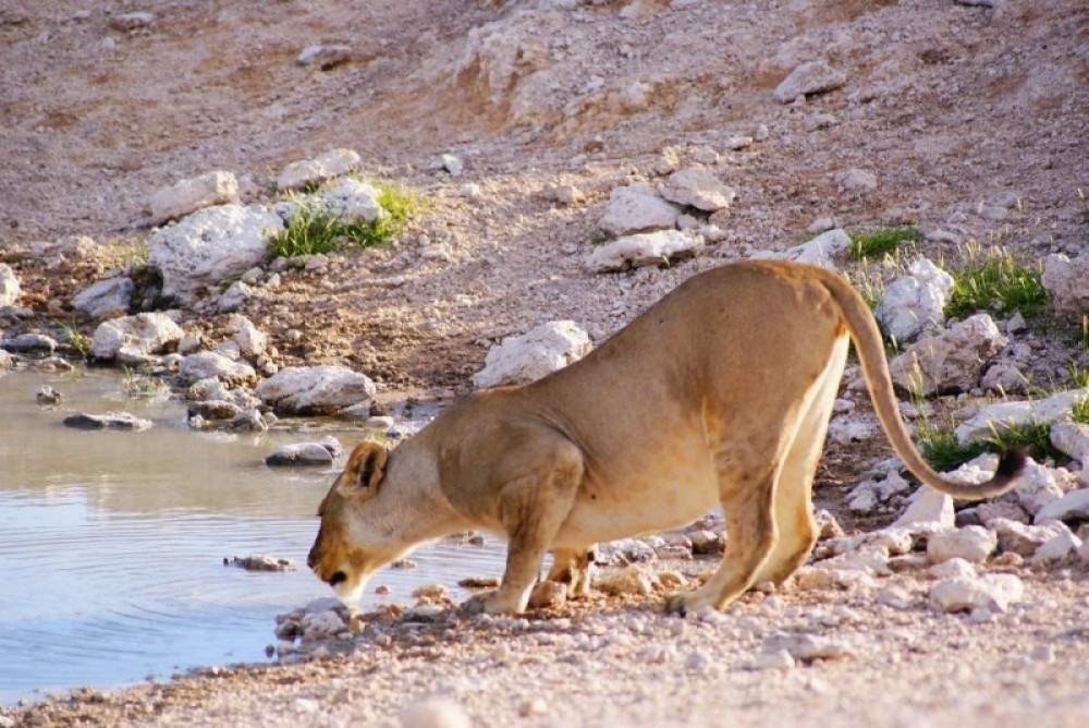 Chameleon Safaris