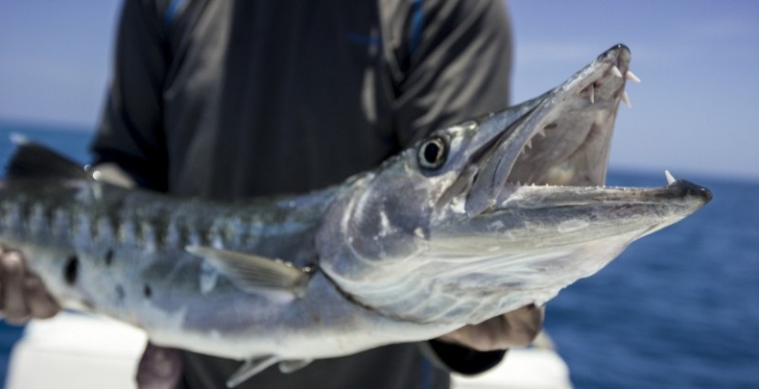 The Pelagic: Spin Fishing (Reef & Cayes) Full Day