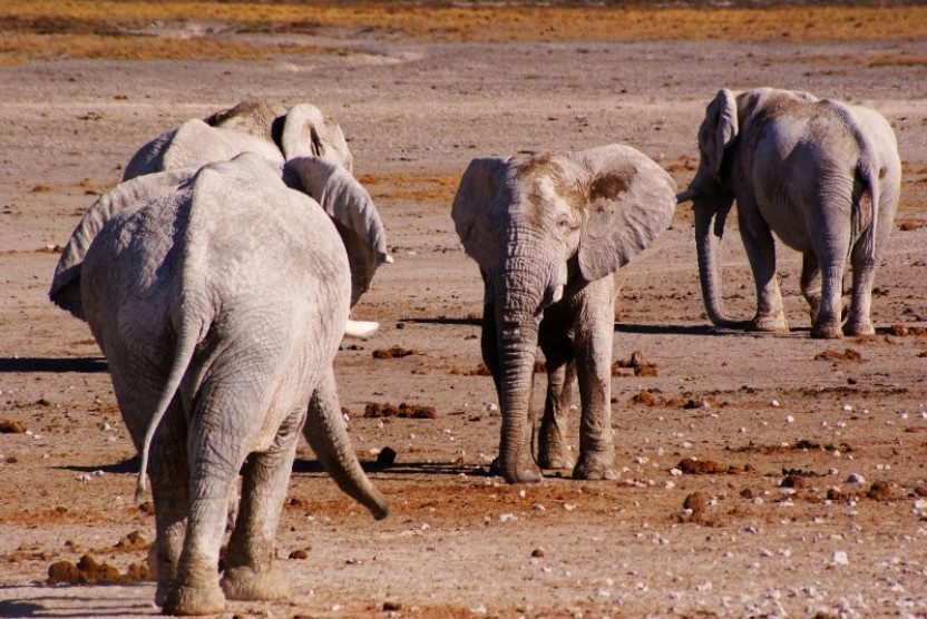 4 Day Etosha & Swakopmund Adventure Safari