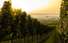 Enotropea Tours19