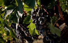 Enotropea Tours15