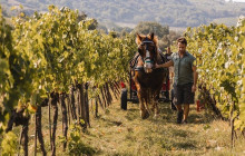 Enotropea Tours5