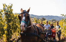 Enotropea Tours23