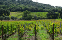 Enotropea Tours12