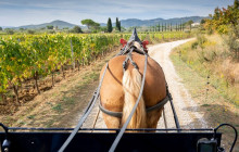 Enotropea Tours18