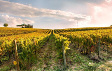 Enotropea Tours13