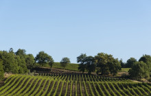 Enotropea Tours6