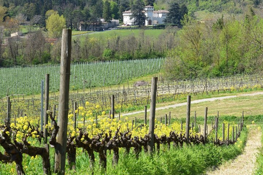 Exclusive Tuscan Pinot Noir, Land of Medici Family