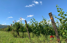 Enotropea Tours11