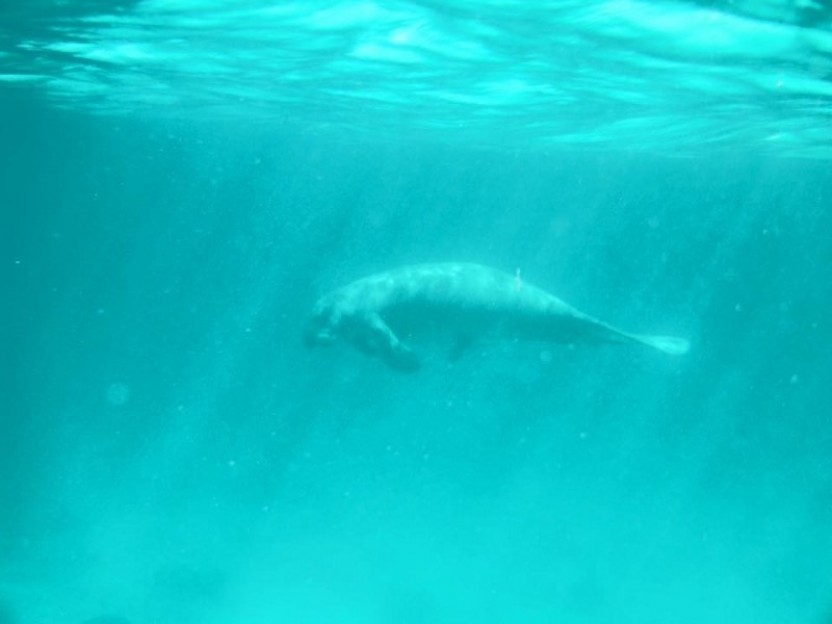 Swallow Caye Manatee Reserve Tour