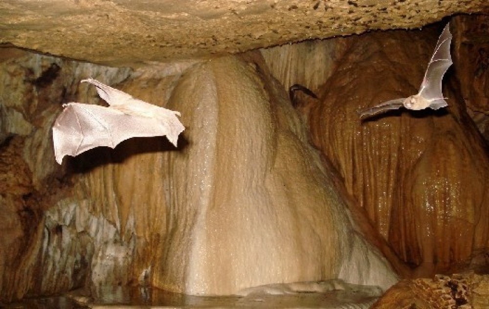 Venado Caves