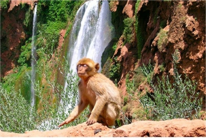 Excursions Ouzoud Waterfalls With Boat Ride - One Day Trip