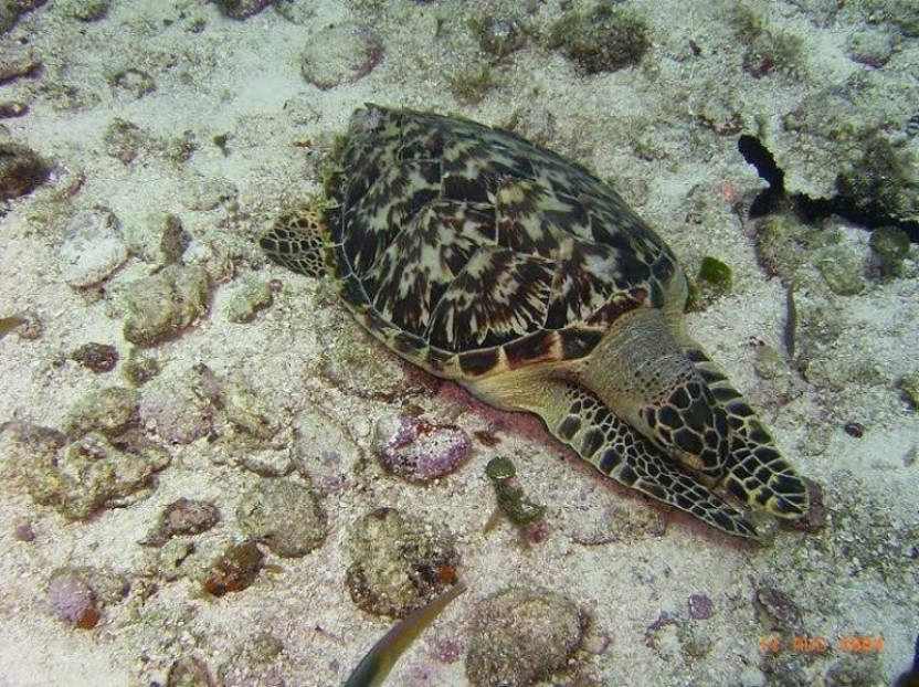 Local 1 Tank Dive