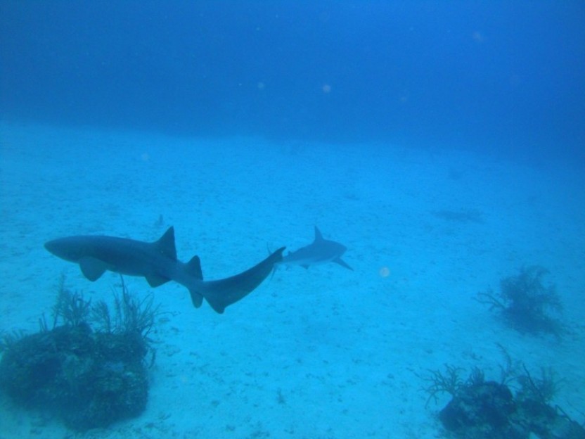 Local 3 Tank Dive