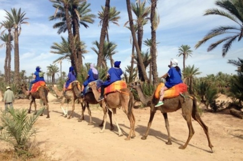 Camel Ride In Oasis Palmeraie Marrakesh
