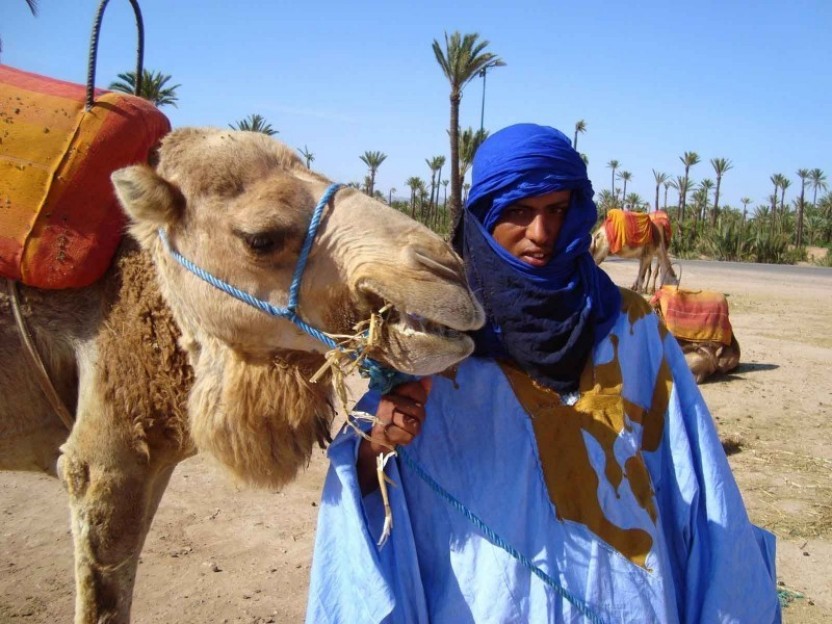 Camel Ride In Oasis Palmeraie Marrakesh