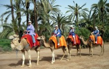 Camel Ride In Oasis Palmeraie Marrakesh
