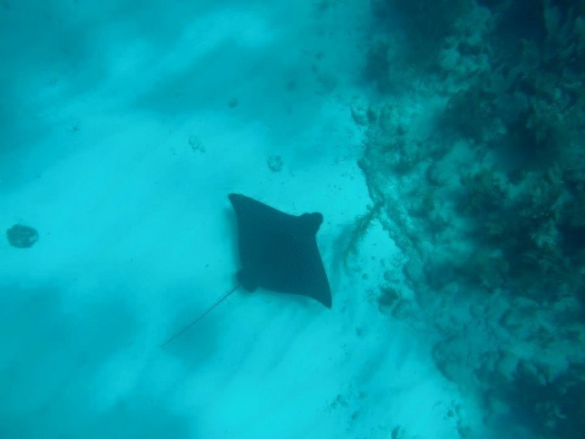 Glover’s Reef: 3 Dives