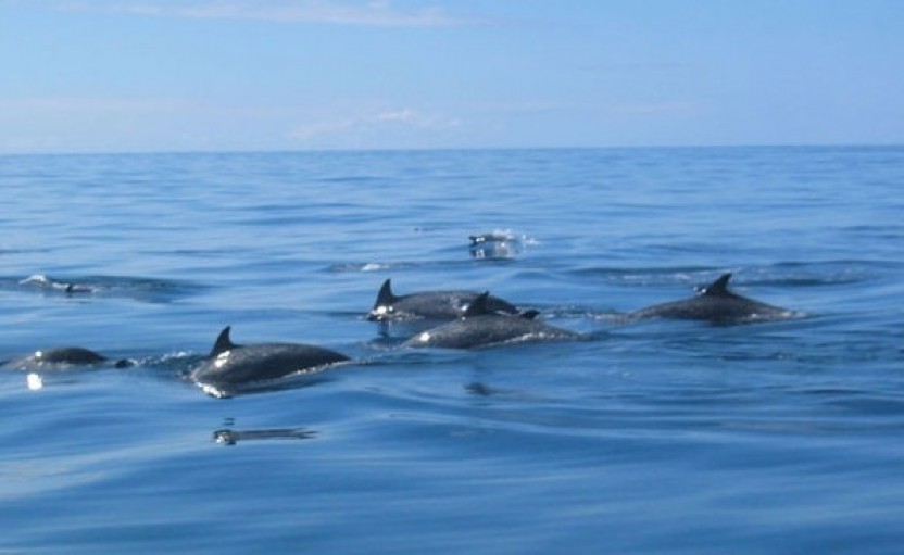 Ocean Seafari Aventurero Boat (Dolphin Sightseeing & Snorkeling)