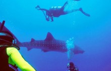 Scuba Dive with Whale Sharks