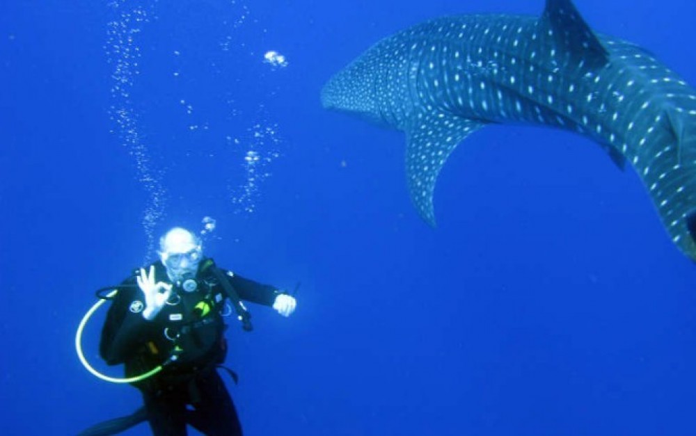 Snorkel with Whale Sharks - Placencia | Project Expedition