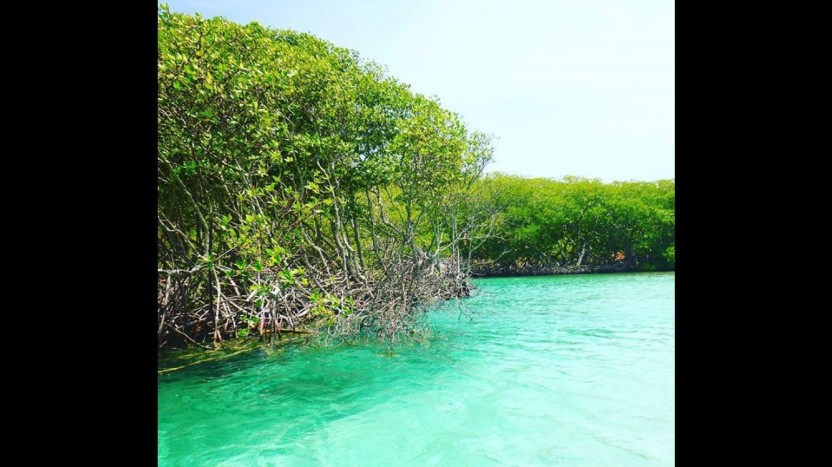 Mangrove & Island Tour