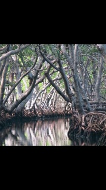 Mangrove & Island Tour