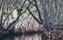Mangrove & Island Tour