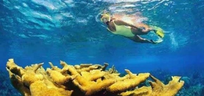 Snorkeling in Cahuita National Park and Jungle Hike