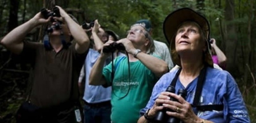 Bird Watching