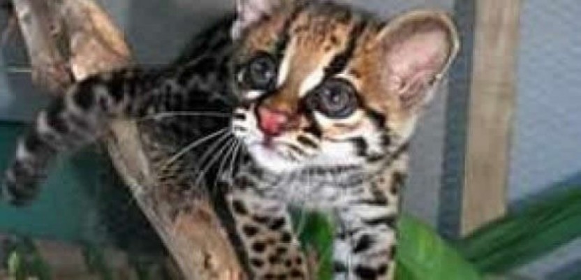 Chocolate Museum And Jaguar Rescue Center