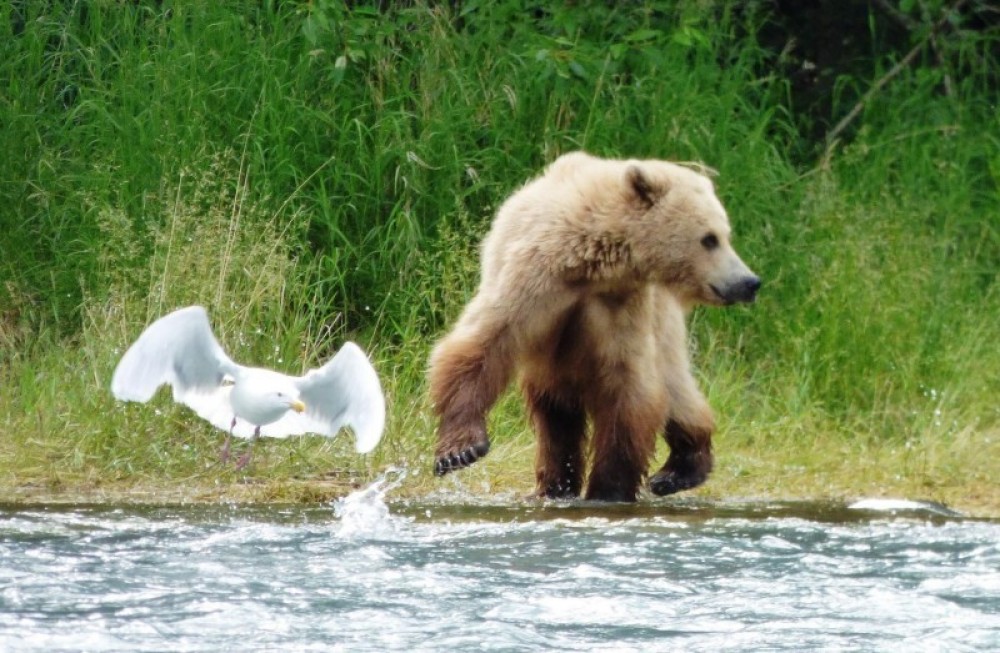 Alaska Denali Expedition - 12 Days