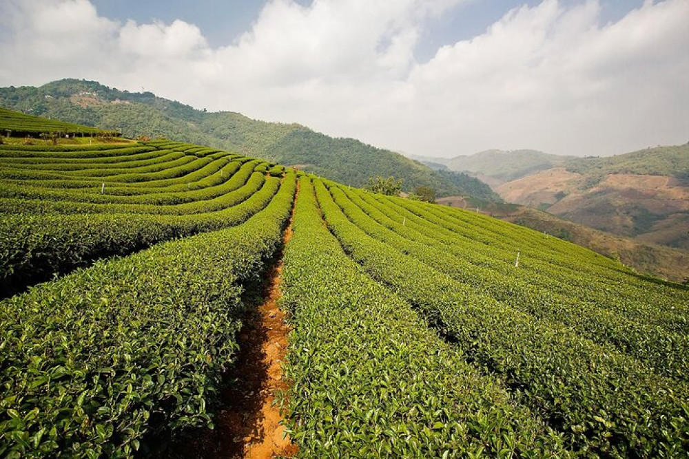 Discover Hill Tribes and Border Markets in Chiang Rai, Full Day