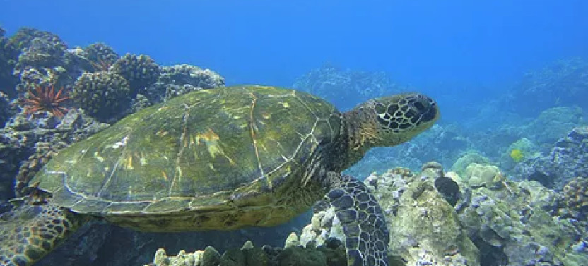 Deluxe Snorkel & Turtle Adventure from Ka'anapali Beach