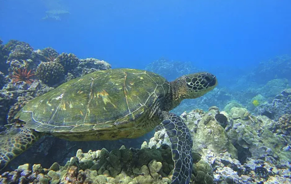 4.5 Hour Deluxe Snorkel Tour