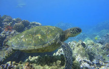 The Magic Merman Snorkel Charters1