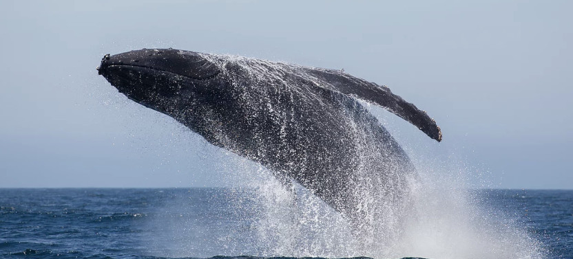 2 Hour Whale Watch Boat Tour