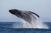 The Magic Merman Snorkel Charters2
