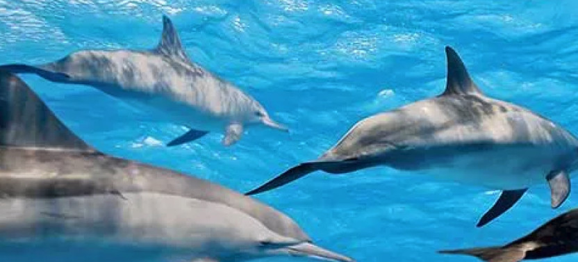 Maui’s Best Spots Afternoon Snorkel Private Charter