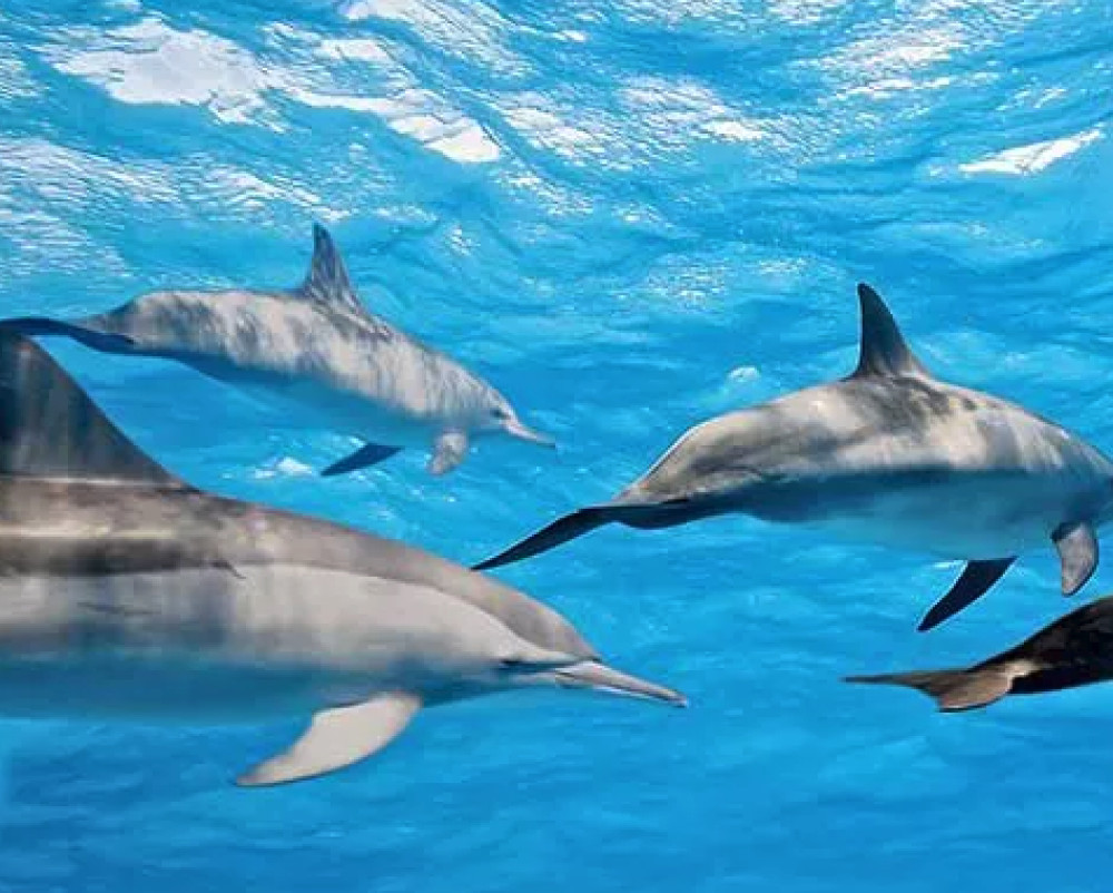 Afternoon Snorkel Private Charter